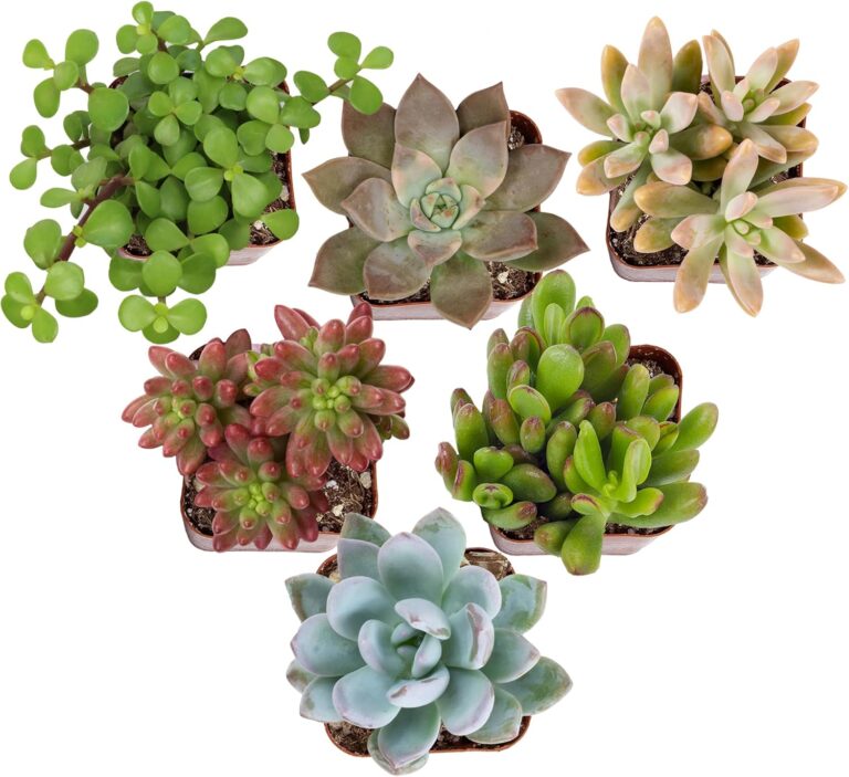 Altman Plants Specialty Live Succulent Plant (6 Pack), No Du: Why It’s Trending in Garden & Outdoor (Patio Furniture & Accessories)